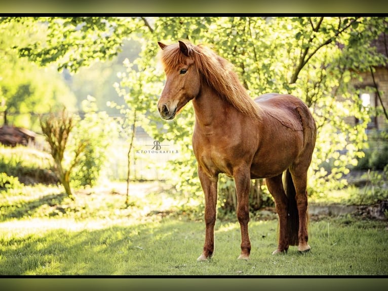 Caballos islandeses Yegua 14 años 145 cm Alazán in N&#xF6;rdlingenN&#xF6;rdlingen