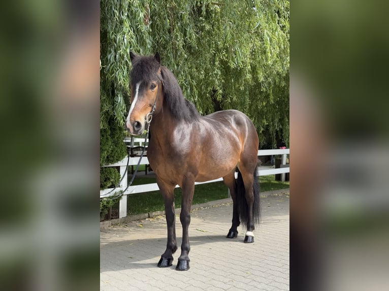 Caballos islandeses Yegua 14 años 146 cm Castaño in Lochen am See