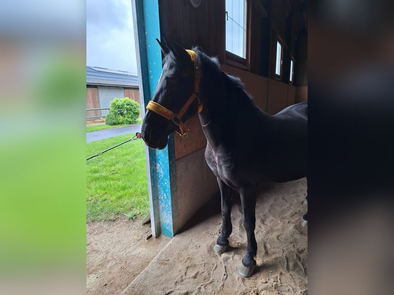 Caballos islandeses Yegua 14 años 150 cm Negro in Reinberg-Heidenreichstein