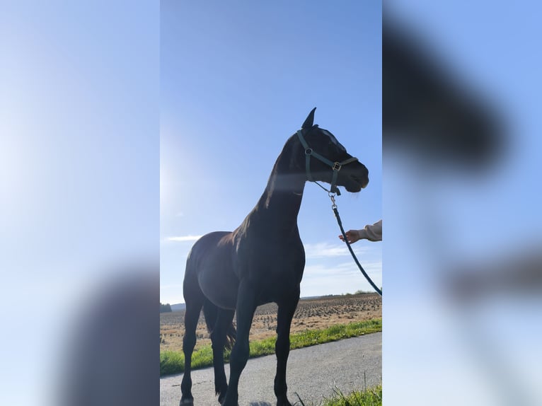 Caballos islandeses Yegua 14 años 150 cm Negro in Reinberg-Heidenreichstein