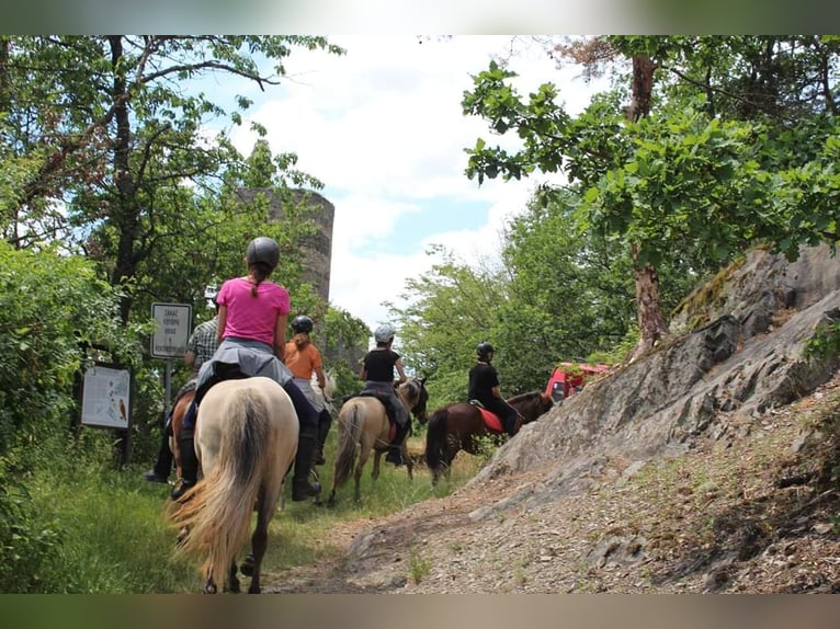 Caballos islandeses Yegua 14 años Musgo marrón in Wiesenfelden