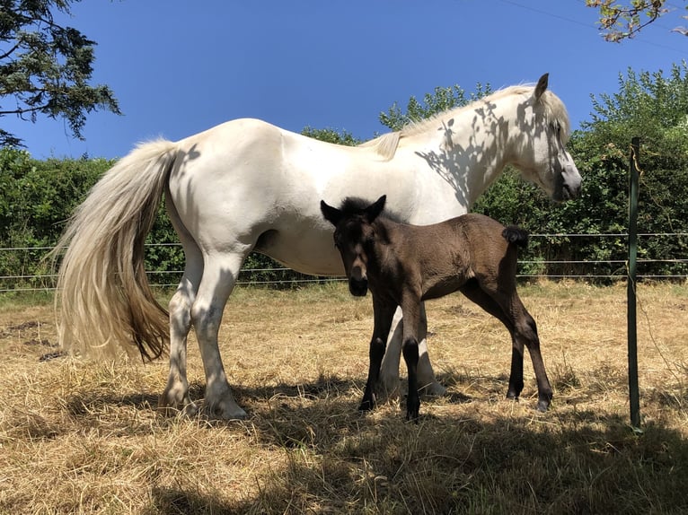 Caballos islandeses Yegua 15 años 132 cm Tordo in Weidenhahn