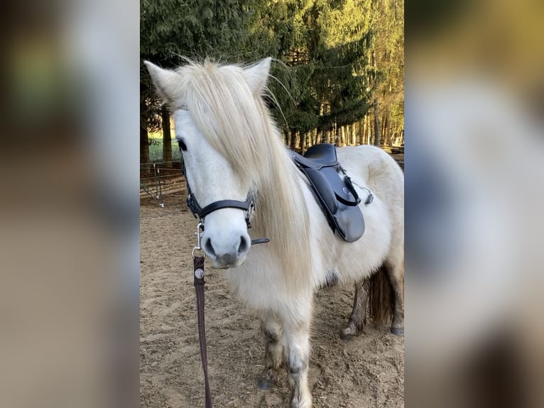 Caballos islandeses Yegua 15 años 132 cm Tordo in Weidenhahn