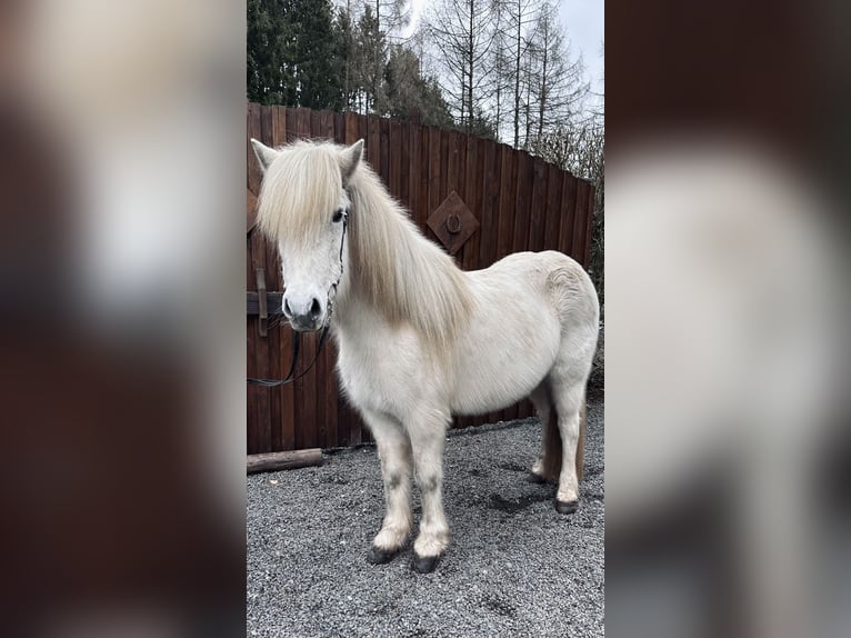 Caballos islandeses Yegua 15 años 132 cm Tordo in Weidenhahn