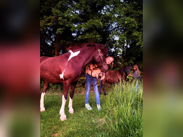 Caballos islandeses Yegua 15 años 133 cm Pío in Bad Zell