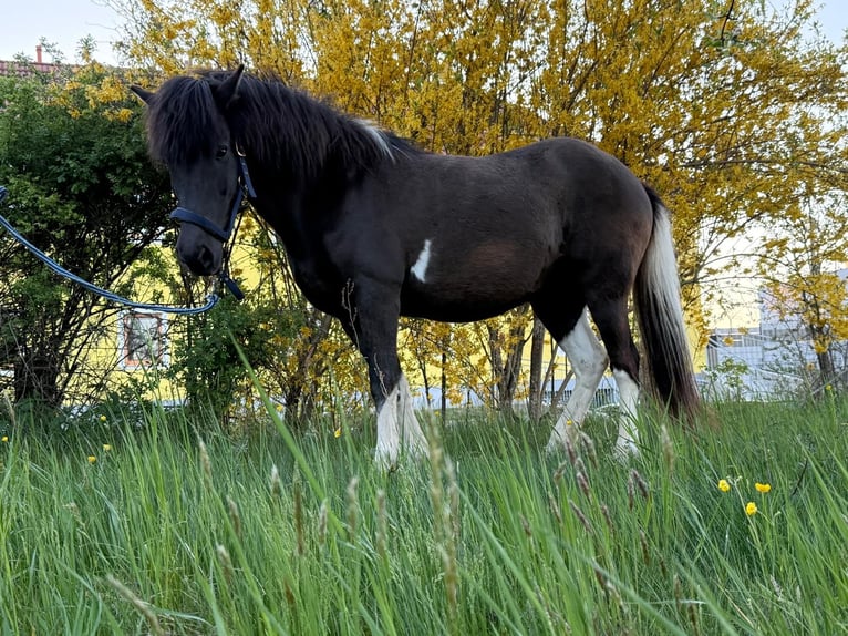 Caballos islandeses Yegua 15 años 133 cm Pío in Bad Zell
