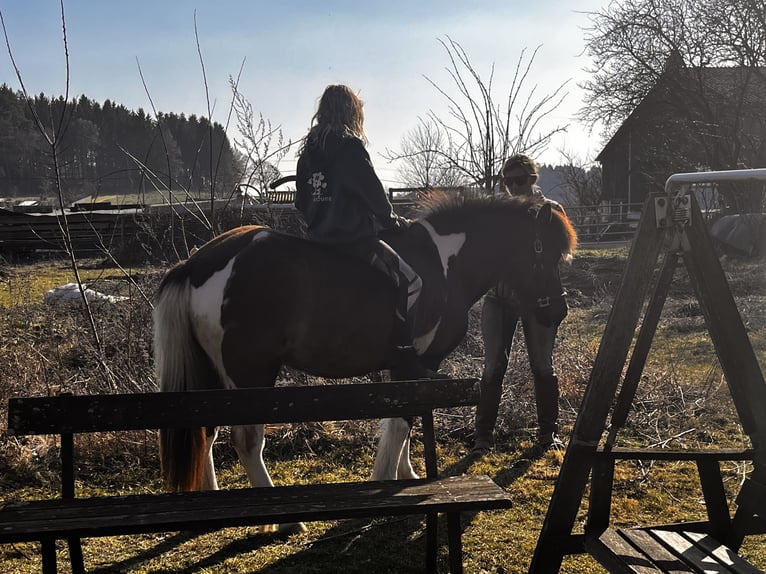 Caballos islandeses Yegua 15 años 133 cm Pío in Bad Zell