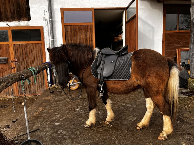 Caballos islandeses Yegua 15 años 133 cm Pío in Bad Zell