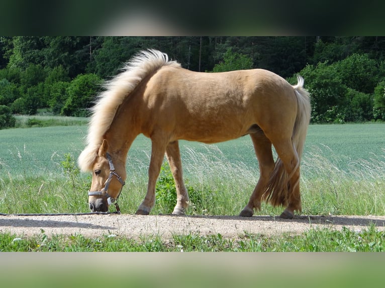 Caballos islandeses Yegua 15 años 135 cm Bayo in Alfeld
