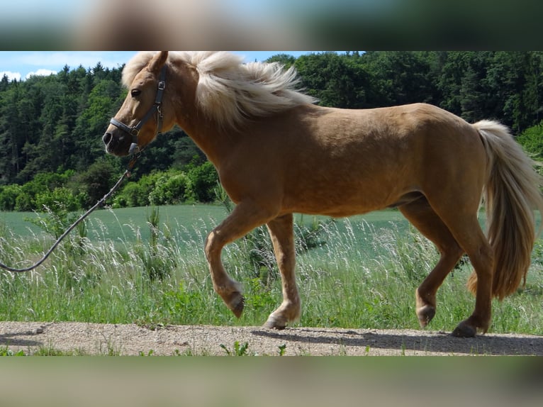 Caballos islandeses Yegua 15 años 135 cm Bayo in Alfeld