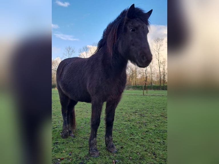 Caballos islandeses Yegua 15 años 135 cm Negro in Hoeleden