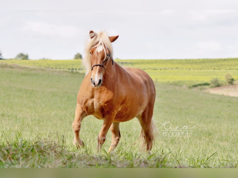 Caballos islandeses Yegua 15 años 136 cm Alazán in Dintesheim