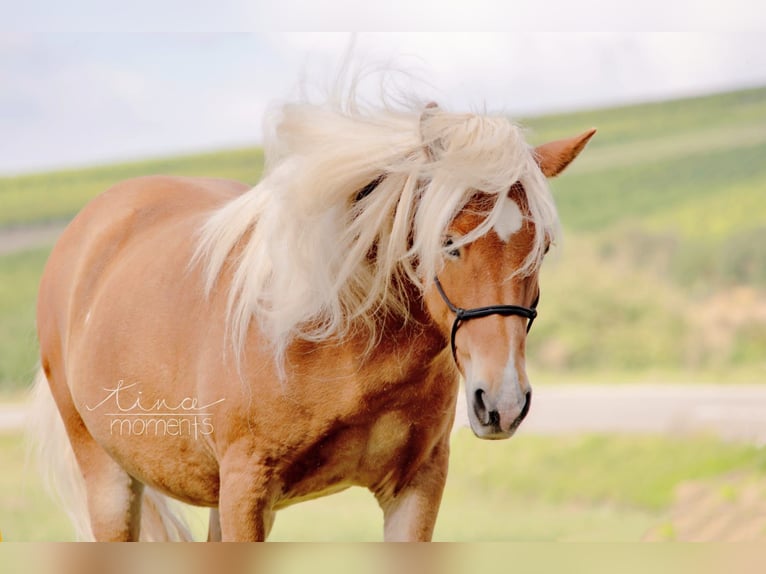 Caballos islandeses Yegua 15 años 136 cm Alazán in Dintesheim
