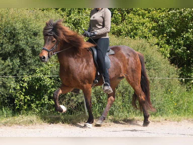 Caballos islandeses Yegua 15 años 137 cm Castaño in Pfalzgrafenweiler