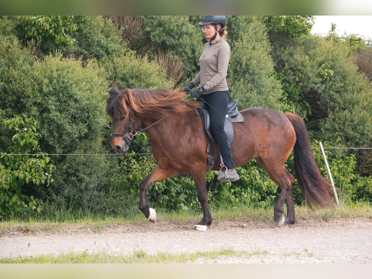 Caballos islandeses Yegua 15 años 137 cm Castaño in Pfalzgrafenweiler