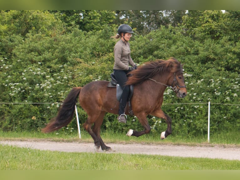 Caballos islandeses Yegua 15 años 137 cm Castaño in Pfalzgrafenweiler