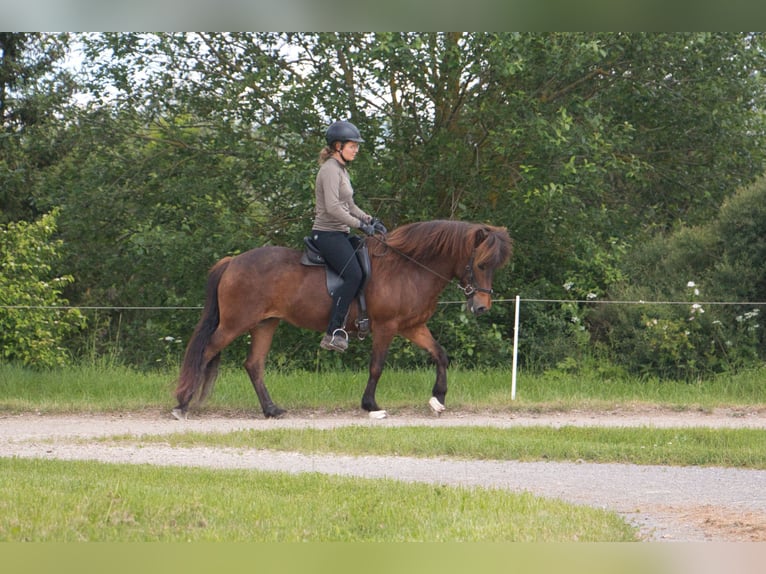 Caballos islandeses Yegua 15 años 137 cm Castaño in Pfalzgrafenweiler