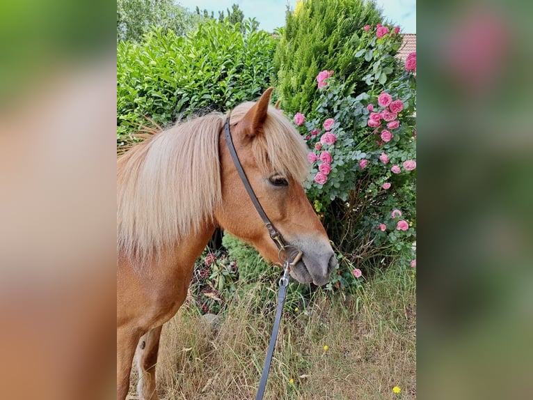 Caballos islandeses Yegua 15 años 138 cm Alazán in Stapelfeld