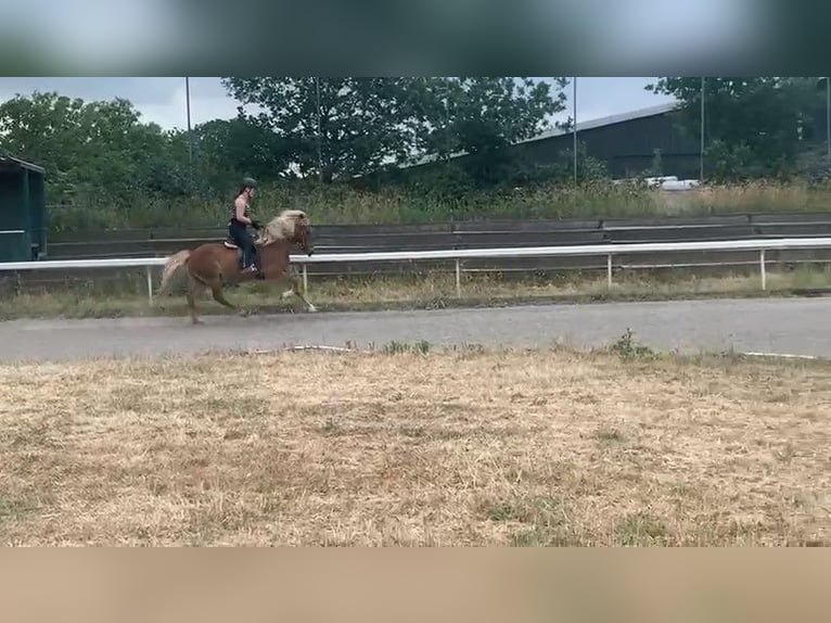 Caballos islandeses Yegua 15 años 138 cm Alazán in Stapelfeld