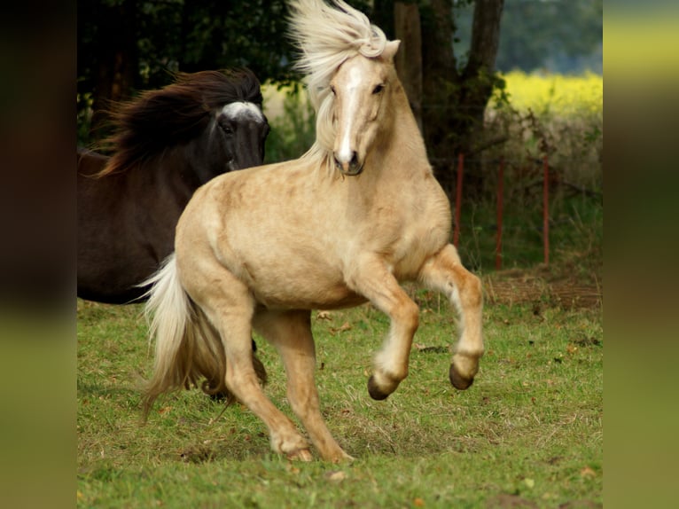 Caballos islandeses Yegua 15 años 138 cm in Hanstedt 1
