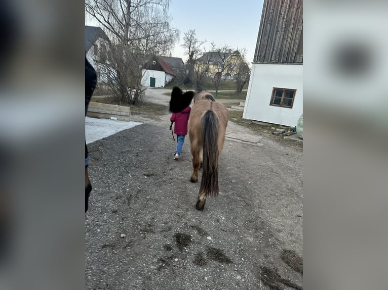 Caballos islandeses Yegua 15 años 140 cm Castaño in Breitenfurt bei Wien
