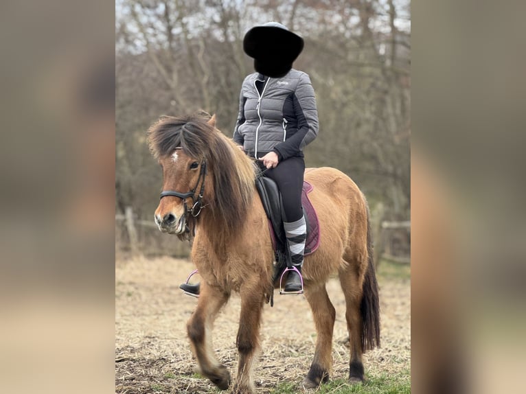 Caballos islandeses Yegua 15 años 140 cm Castaño in Breitenfurt bei Wien
