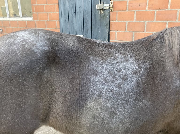 Caballos islandeses Yegua 15 años 140 cm Ruano azulado in Leuvenheim