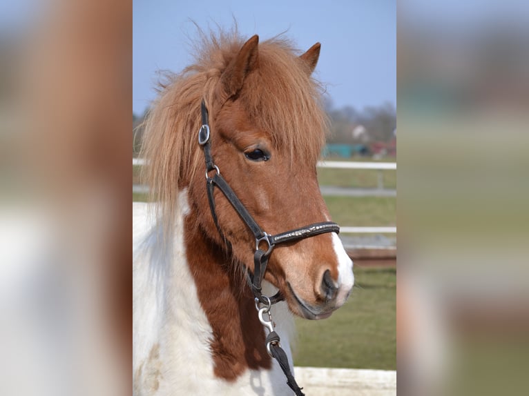 Caballos islandeses Yegua 15 años 141 cm Pío in Hamburg