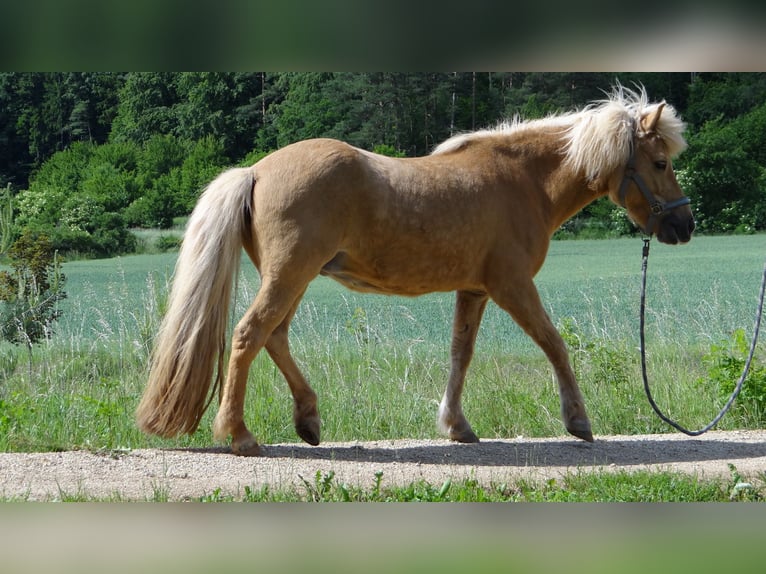 Caballos islandeses Yegua 15 años 142 cm Bayo in Alfeld