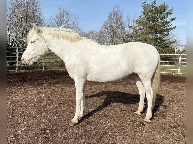 Caballos islandeses Yegua 15 años 143 cm Cremello in Nienburg (Weser)