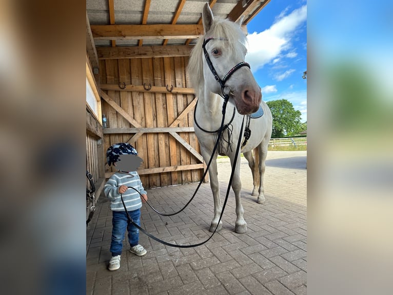 Caballos islandeses Yegua 15 años 143 cm Cremello in Nienburg (Weser)