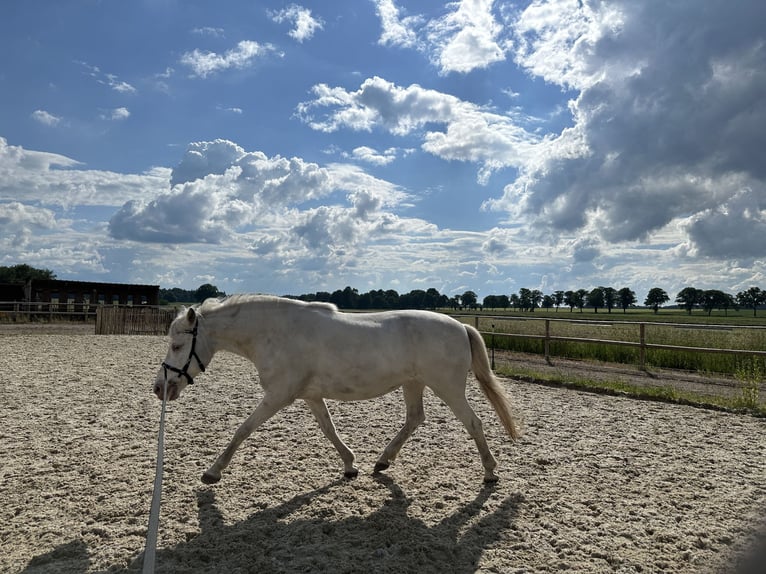 Caballos islandeses Yegua 15 años 143 cm Cremello in Nienburg (Weser)