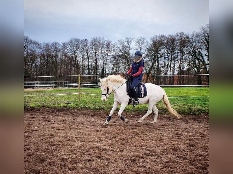 Caballos islandeses Yegua 15 años 143 cm Cremello in Nienburg (Weser)