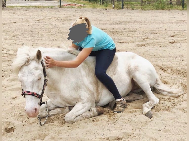 Caballos islandeses Yegua 15 años 143 cm Cremello in Nienburg (Weser)