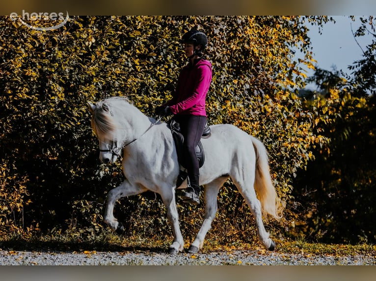 Caballos islandeses Yegua 15 años 143 cm Tordo in Taufkirchen/Trattnach