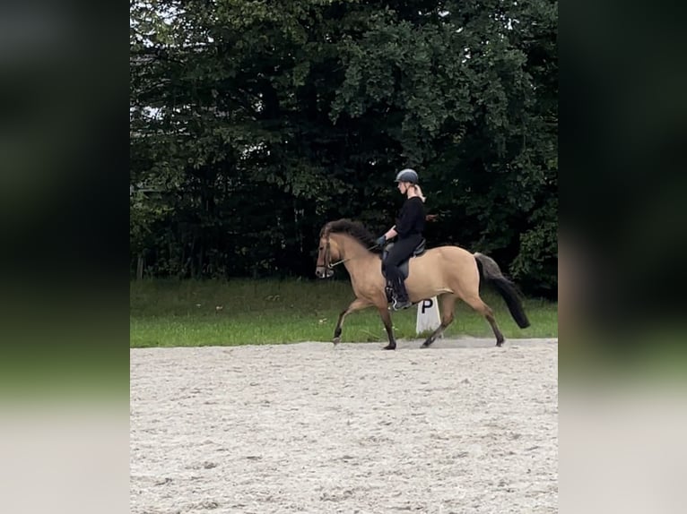 Caballos islandeses Yegua 15 años Bayo in Hohenfelde