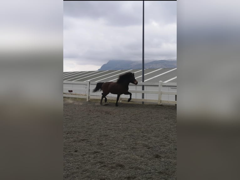 Caballos islandeses Yegua 15 años Castaño rojizo in Reykjavik