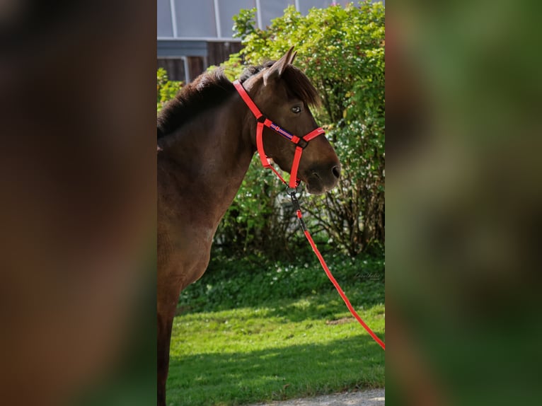 Caballos islandeses Yegua 15 años Morcillo in Straßwalchen