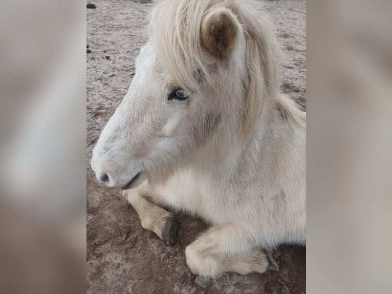 Caballos islandeses Yegua 16 años 133 cm Cremello in Gresse