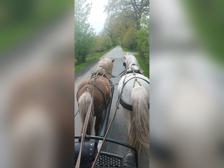 Caballos islandeses Yegua 16 años 133 cm Cremello in Gresse