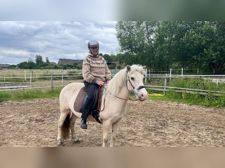 Caballos islandeses Yegua 16 años 133 cm Cremello in Gresse