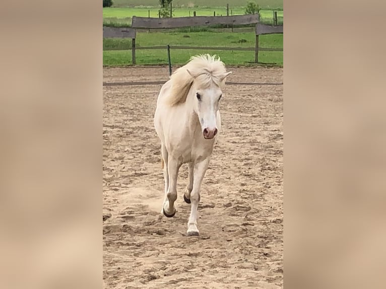 Caballos islandeses Yegua 16 años 133 cm Cremello in Gresse