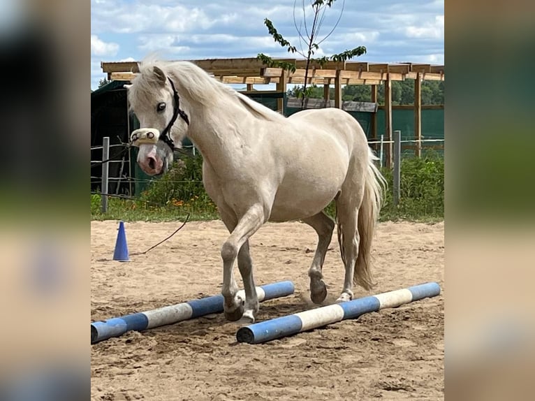 Caballos islandeses Yegua 16 años 133 cm Cremello in Gresse