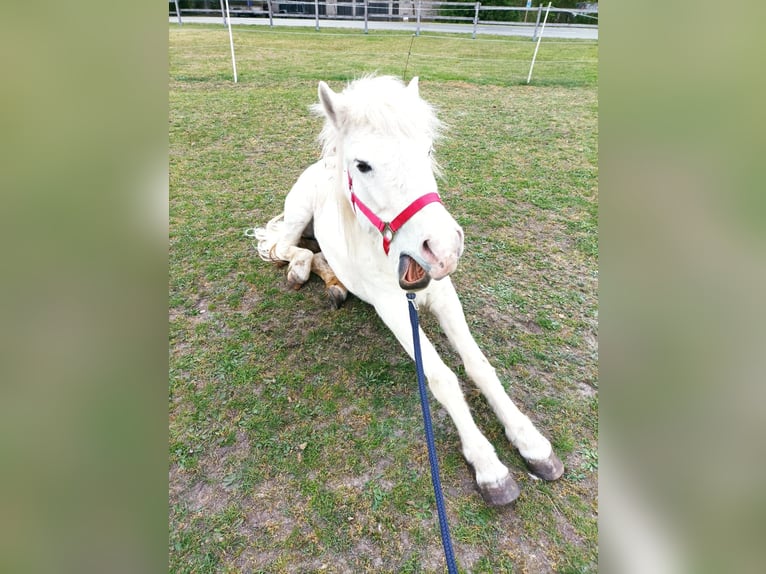 Caballos islandeses Yegua 16 años 133 cm Cremello in Gresse