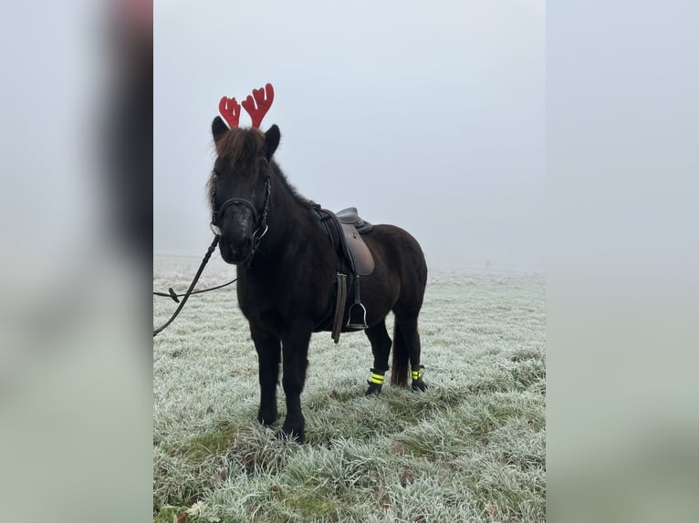 Caballos islandeses Yegua 16 años 134 cm Negro in Dietzenbach