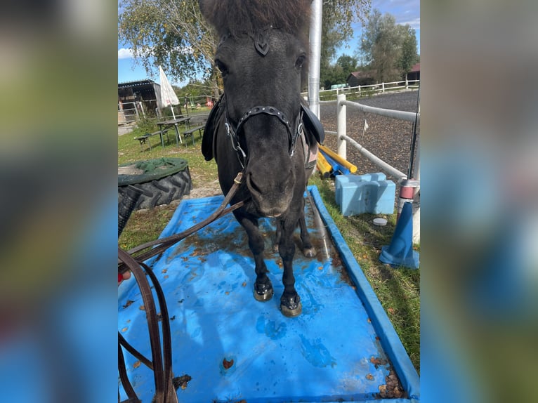 Caballos islandeses Yegua 16 años 135 cm Bayo in Berg