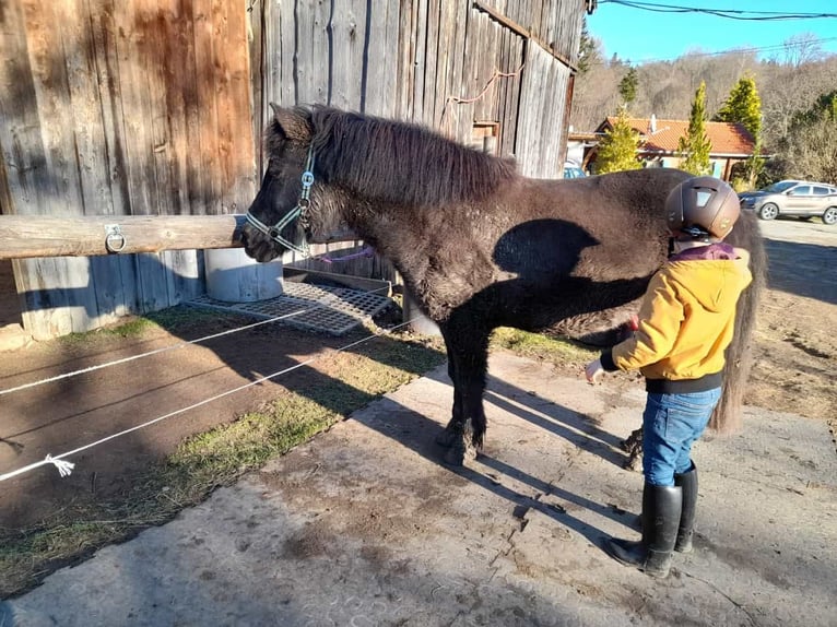 Caballos islandeses Yegua 16 años 135 cm Bayo in Berg