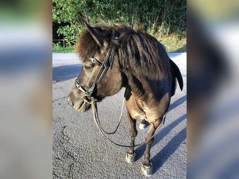 Caballos islandeses Yegua 16 años 135 cm Bayo in Berg