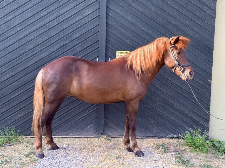 Caballos islandeses Yegua 16 años 137 cm Alazán in Kissing