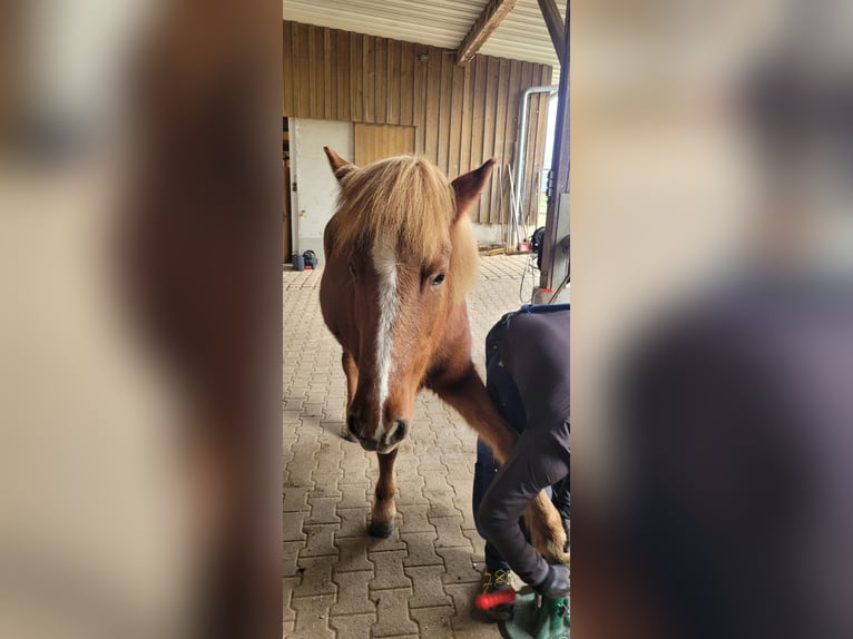 Caballos islandeses Yegua 16 años 137 cm Alazán in Eppishausen